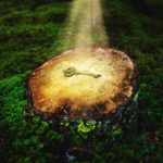 Foundations of the Law of Attraction. Golden key resting on top of a tree stump in an outdoor setting. The key is illuminated by the light shining through the grass, giving it a warm and inviting glow.